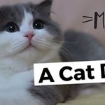 고양이 종 좀 알려주세요~!!!