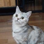 [드루와] 울고양이 눈 겁나<b>크다</b>