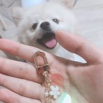 [댓글부탁해] <b>키링</b>산거 찍을려는데 울집댕댕쓰가 방해함