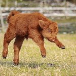 ?얘 소야 돼<b>지야</b>?