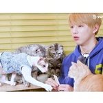[강다니엘] <b>고양이</b>들과 노는 멈무 볼<b>수</b>있대ㅠㅜㅜㅜㅜㅠㅠ
