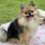 [강아지] [7탄]모색이 특이한 <b>포메</b> 콩이 보고가요