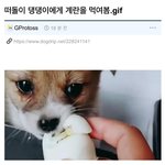 [댓글부탁해] 떠돌이 강아지에게 <b>계란</b>을 먹여봤다