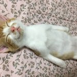 [고양이] 똥꼬발랄 750g 캣초딩 모모