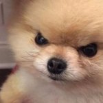 [댓글부탁해] 자기얼굴 <b>고양</b>이상이야 강아지상이야?