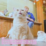 [강다니엘] <b>스타</b>로드 냥<b>이</b>들 냥풍당당 너무웃겨ㅋㅋㅋㅋㅋ