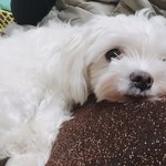 [강아지] '애완동물'아닌 '반려동물'키우는 사람들이 알면 좋은...