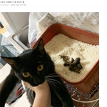 너네 <b>윗몸</b>일으키기 한번에 몇번까지 가능해?