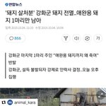 강화 돼지<b>열병</b>으로 반려돼지까지 죽인답니다