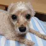 11짤 <b>토이</b>푸들 울 강쥐 구경하세요ㅋ