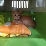 [고양이] {고니<b>태양</b>] <b>태양</b>  성장일기