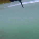 상어 체감<b>속도</b>라는데 조카 무섭네