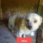 [강아지] <b>뒷다리</b>골절 수술한 노아