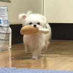 [댓글부탁해] 너네라면 누구 <b>홈마</b> 시그 살거임