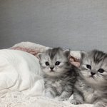 [댓글부탁해] <b>asmr</b> 도대체 뭐 찍지..