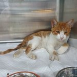 [고양이] 안녕하세요 실례를 무릎쓰고 글 올립니다. 한번씩 봐주시면...