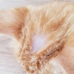 [도와주세요] <b>영도</b> 새끼고양이 근황