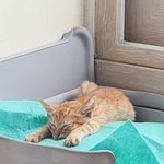 [방탈죄송] <b>영도</b> 태풍에 구조된 아기고양이 근황!!
