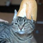 <b>식빵</b> 하면 떠오르는 냐옹이