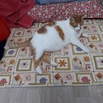 나의 동거묘 <b>도칠</b>이 '어느 하루'