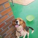 [강아지] <b>순딩</b>이 비글 수근이