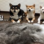 [강아지] 시바견 털빠짐 궁금하신분 ?! 확실하게 보여드립니다....