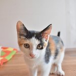 [고양이] 꽃순이 / 코숏/<b>여아</b> / 2개월 추정 *길거리를 배회하던...