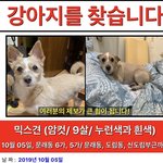 <b>문래동</b>에서 잃어버린 강아지를 찾습니다.