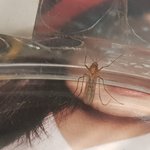 얘두라 내 모기 이름 지어줘