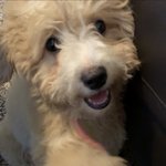 [강아지] 자꾸 손 달라고 하면 <b>박치기</b> 하는 골든두들 봄이