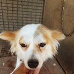 [강아지] <b>순딩</b>이여아 가족이 되어주세요