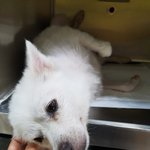 [강아지] <b>인성</b>이 소식입니다