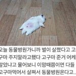 [모두드루와] 이맘때쯤 <b>동물</b>병원에 강아지들이 많이 가는 이유