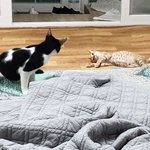 [고양이] [고니태양]<b>형아</b>바라기 태양이 ~~