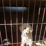[강아지] 리트리버<b>믹스</b> 남아