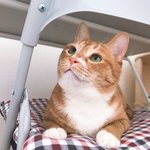 [고양이] 까칠냥 <b>토리</b>의 묘한 매력속으로