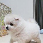 [강아지] 우리 강아지뭉개 어린시절 보고가 (폼<b>피츠</b>)