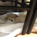 댕댕이가 사람보다 많은집!!