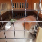 [강아지] 안녕 내이름은 또치라고쓰고 <b>망나니</b>라고읽지