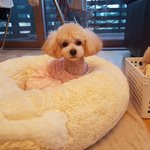 저희집 멍멍이 <b>미용</b>했어요~