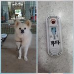 [강아지] 사상충치료 아이들 좀 봐주세요