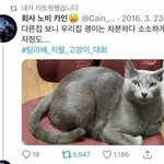 [모두드루와] 다른 집 보니 우리집 괭이는 <b>차분</b>한 편인 것 같다