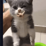 그<b>노무</b> 식탐.혐짤주의