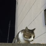 [고양이] 길냥이 밥을 주려고 해요