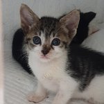 [고양이] 아기 공주님들의 가족이 되어주실 분을 찾습니다.
