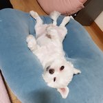 여러분강아지는 어떻게 자나요?