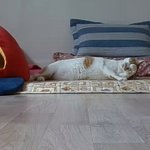 나의 동거묘 <b>도칠</b>이 2019년 겨울맞이 일상들.