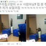 [모두드루와] 방 <b>온도</b>까지 <b>조절</b>하는 고양이