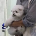 <b>피죤</b> 광고 개이상하지 않냐