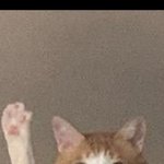 [댓글부탁해] 울 <b>고영</b>이 손 듦 개웃겨